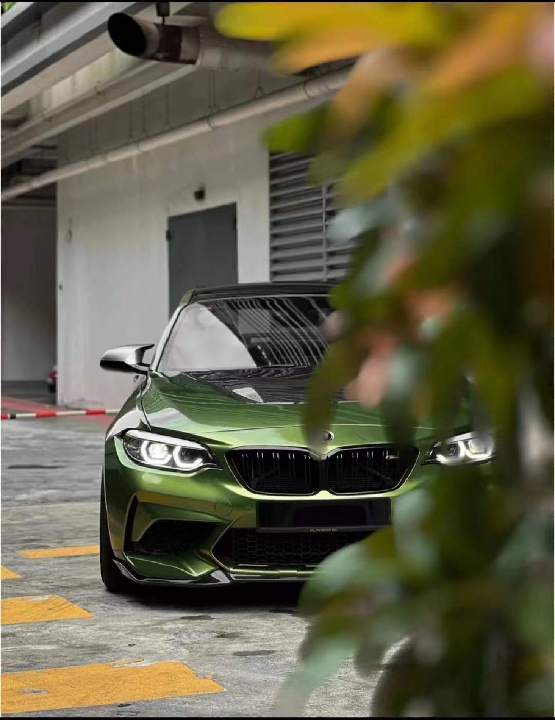 PET Metal Mamba Green